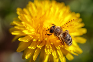 Bee on a yellow dandelion  flower collecting pollen and gathering nectar to produce honey in the hive