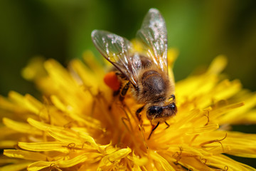 Bee on a yellow dandelion  flower collecting pollen and gathering nectar to produce honey in the hive