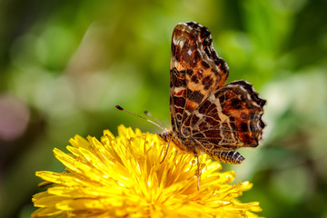 Beautiful butterfly on a yellow dandelion flower in a green field