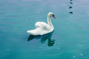 swan with golden reflection. swimming in a lake
