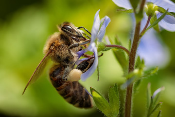 Bee on a blue flower collecting pollen and gathering nectar to produce honey in the hive