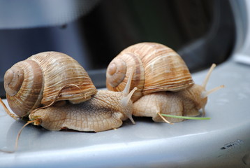 Escargots