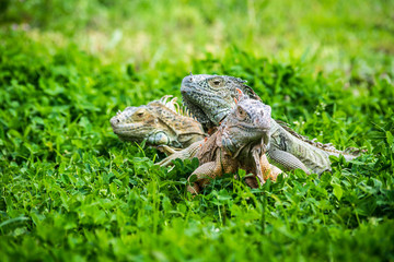Green Iguana Reptile Portrait Closeup