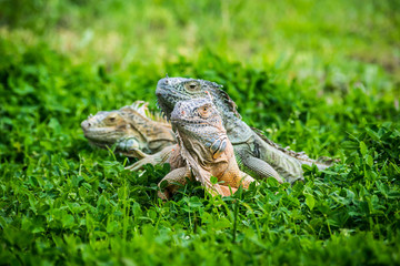 Green Iguana Reptile Portrait Closeup