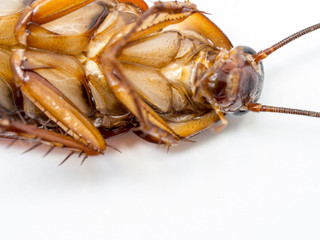 Closeup cockroach show details since mid body to the head on a white background (ISOLATED).  Cockroaches are carriers of the disease.