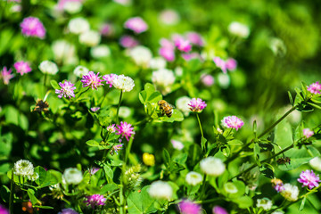 beautiful garden flowers with wasp in the summer day