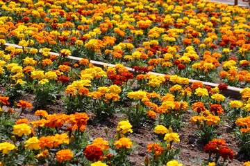 可愛いマリーゴールド