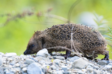 Riccio © tizianozennaro