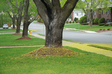 Obraz premium spring tree in a row at urban community street side with sidewalk covered by yellow tree drop