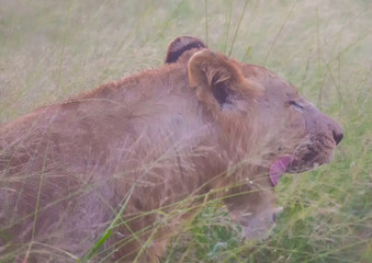 Afrion lion in the savannah at the Hlane Royal National Park, Swaziland