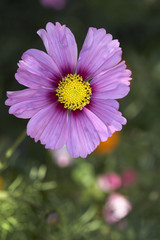 Obraz premium Cosmos flower