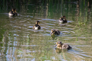 Young mallard ducklings swimming on a still lake in spring