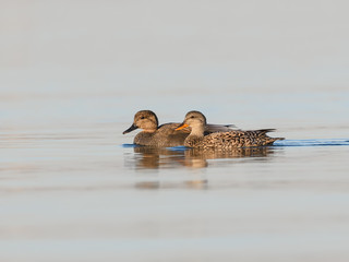 Male and Female Gadwalls Swimming   