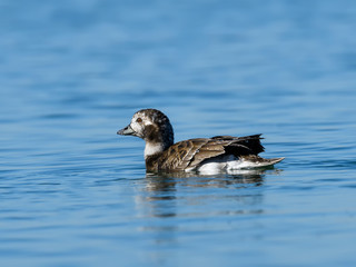 Female Long-tailed Duck Swimming