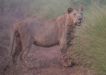 Afrion lion in the savannah at the Hlane Royal National Park, Swaziland