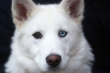 dog with brown and blue eyes