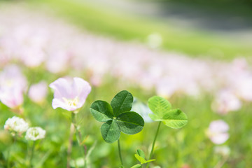 四つ葉のクローバーと月見草の花 © imacoconut