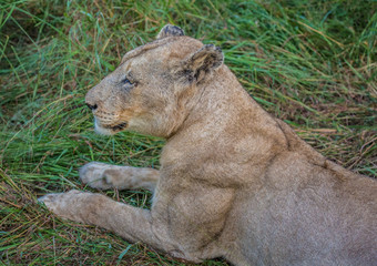 Naklejka na ściany i meble Afrion lion in the savannah at the Hlane Royal National Park, Swaziland