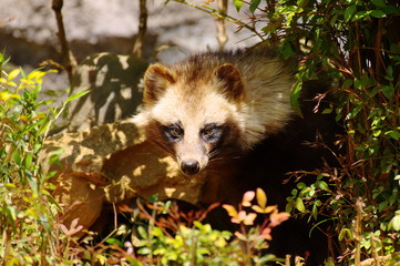 ひょっこり出てきたタヌキ