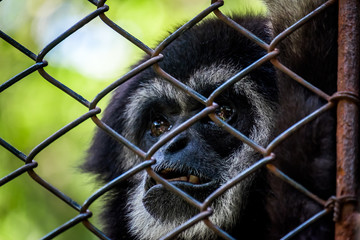 Monkey feeling alone.