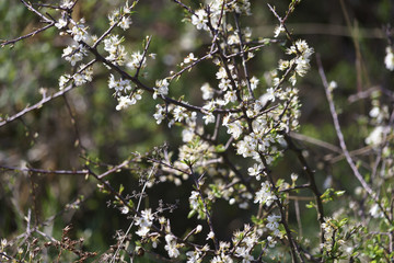 Plant Blossom