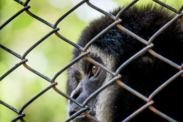 Monkey feeling alone.