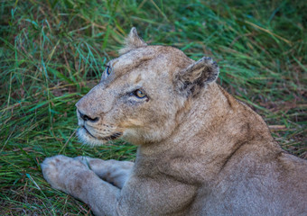 Afrion lion in the savannah at the Hlane Royal National Park, Swaziland
