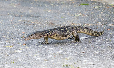 Water monitor.