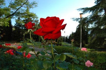 Красная роза