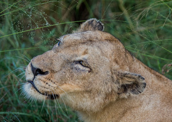 Afrion lion in the savannah at the Hlane Royal National Park, Swaziland