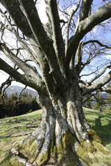 Old Tree