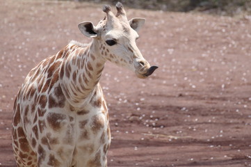 下を出すキリンの子供