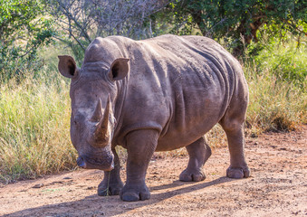 Obraz premium White Rhinoceros in the Savannah at Hlane Royal National Park, Swaziland