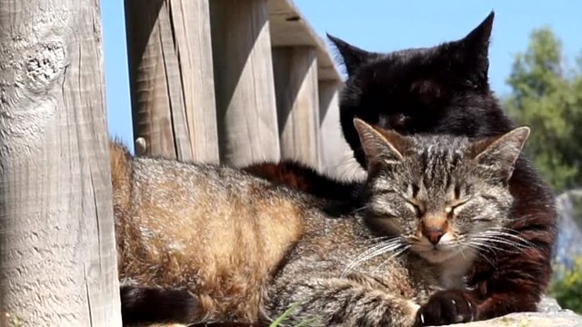 f&uuml;rsorgliches katzenp&auml;rchen - nahaufnahme