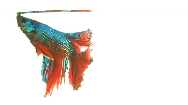 siamese fighting fish swimming in fish tank (Betta fish)