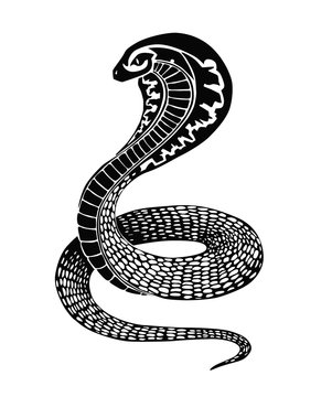 Black snake illustration or tattoo design isolated on white background
