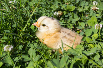 little chicken sitting in the grass