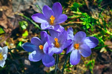 Crocus flower heads