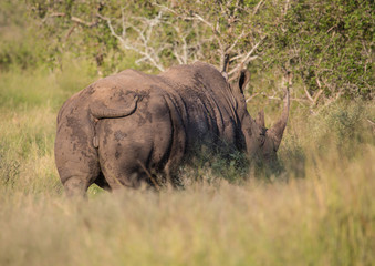 Fototapeta premium White Rhinoceros in the Savannah at Hlane Royal National Park, Swaziland