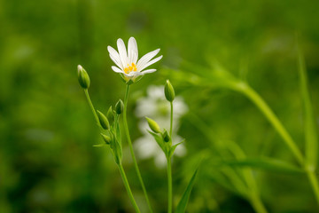 fleur blanche et bourgeon sur fond vert