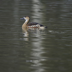 Portrait of Wandering Whistling Duck Dendrocyga Arcuata in natural habitat in Spring