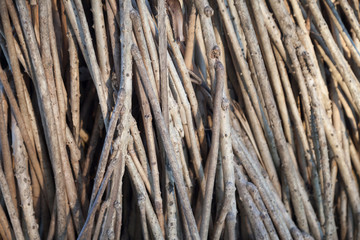 Fototapeta premium root tree nature background 