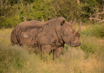 White Rhinoceros in the Savannah at Hlane Royal National Park, Swaziland