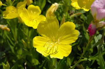Obraz na płótnie Canvas Желтый цветок на клумбе