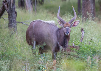 Fototapeta na wymiar Nyala male at the savannah at Hlane Royal National Park, Swaziland