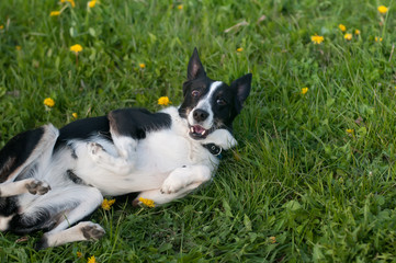 Cute dog having fun in grass