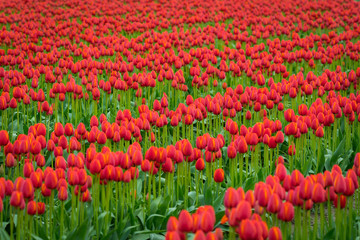 Rows of bright tulips in a field. Beautiful tulips in the spring. Variety of spring flowers blooming on fields. Skagit, Washington State, USA.