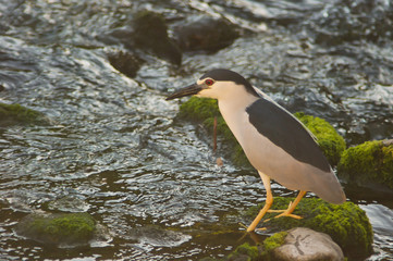 Nitticora (Nycticorax nycticorax) sul fiume - ritratto