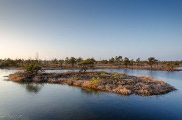 Landscape photography. Swamp on a cold winter morning.