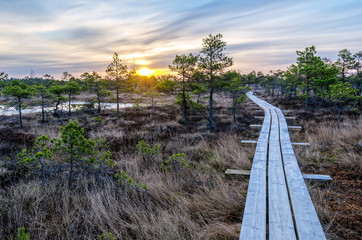 Fototapeta premium Landscape photography. Swamp on a cold winter morning.